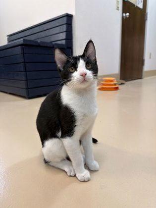 Notebook, a Adoptable mixed breed in Pleasanton, CA image 2/3