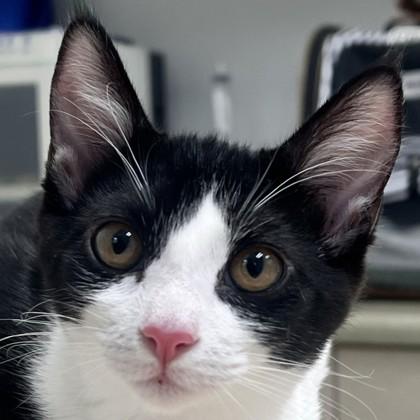 Notebook, Adoptable, Kitten Female Domestic Medium Hair & Domestic Short Hair.