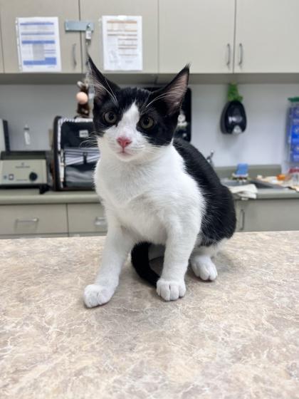Notebook, a Adoptable mixed breed in Pleasanton, CA image 3/3