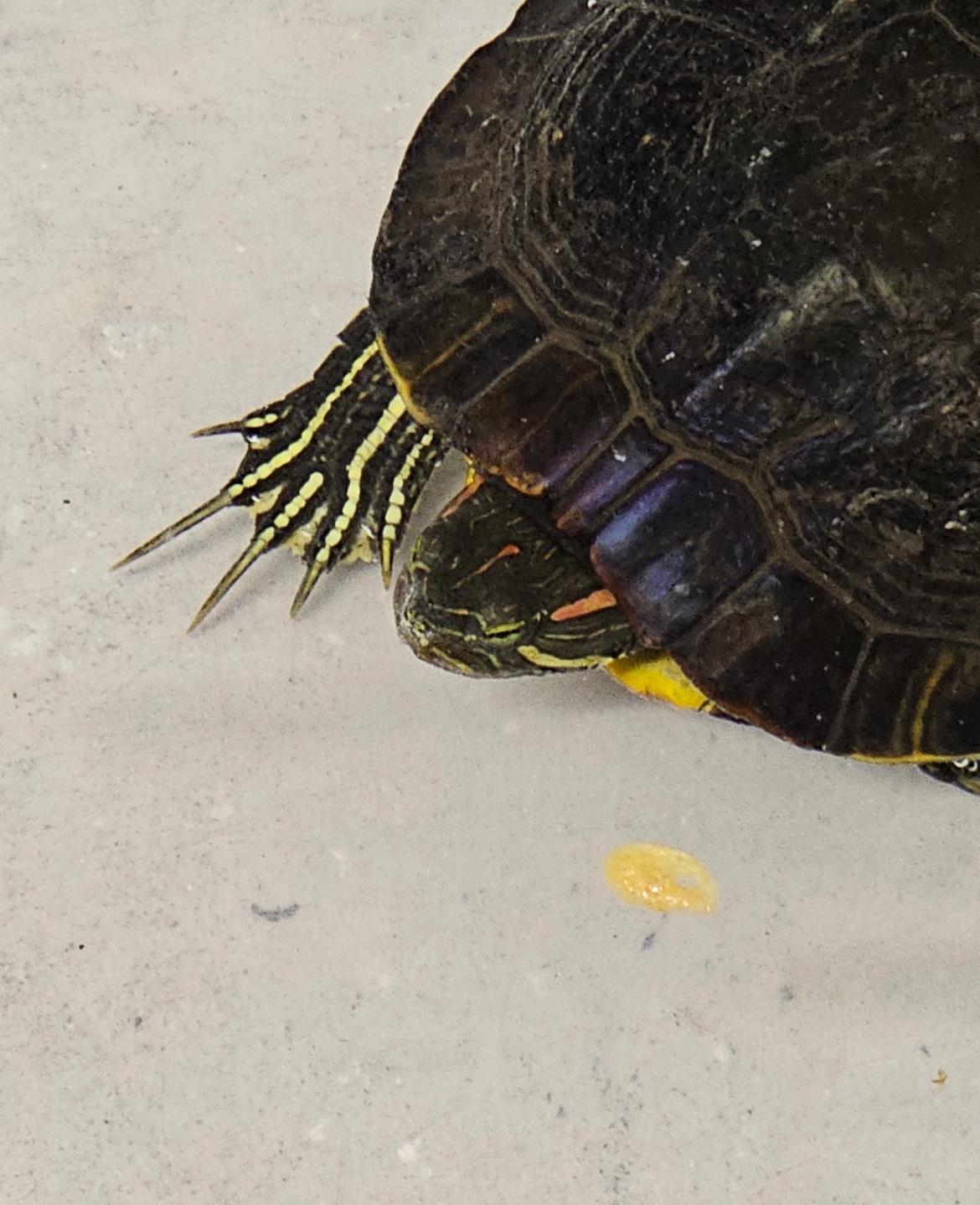 Trike, Adoptable, Adult Male Red-Eared Slider.