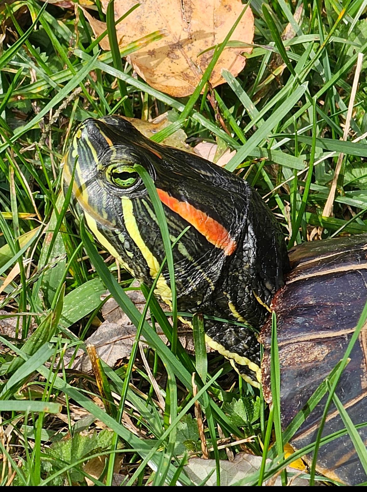 Trike, a Adoptable Red-Eared Slider in Berlin, CT image 2/4