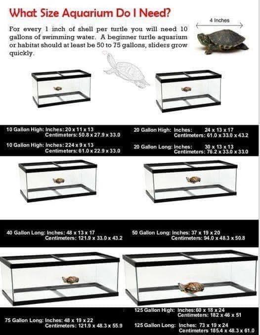Trike, a Adoptable Red-Eared Slider in Berlin, CT image 3/4
