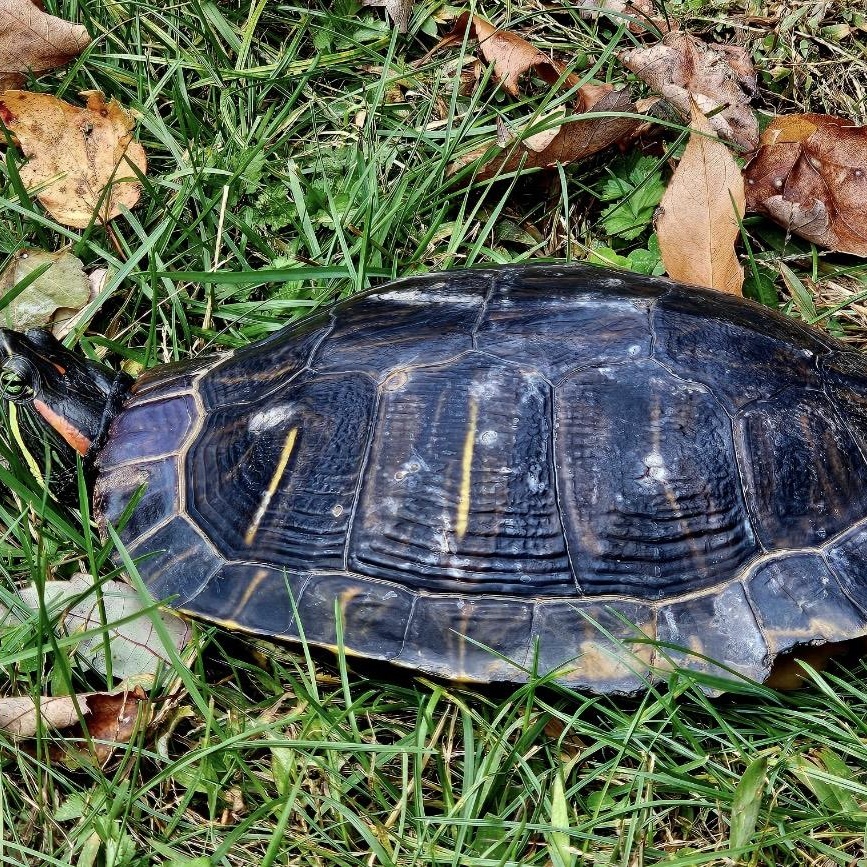 Trike, a Adoptable Red-Eared Slider in Berlin, CT image 4/4