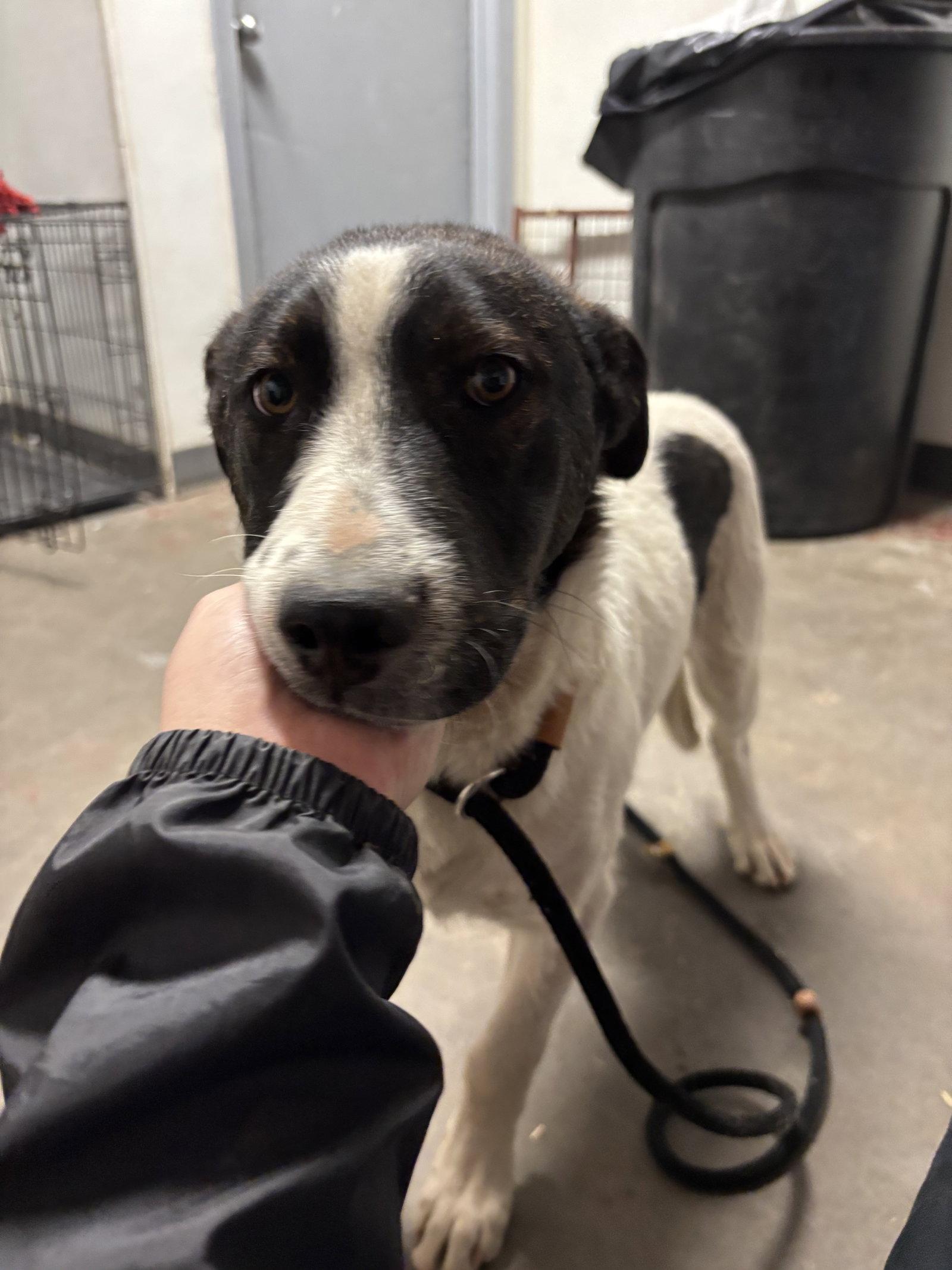 Enlarge Duke, a Adopted Border Collie in Las Vegas, NM image 1/3