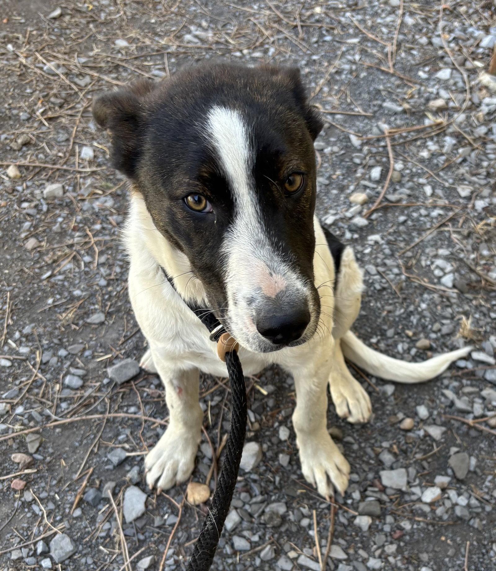 Enlarge Duke, a Adopted Border Collie in Las Vegas, NM image 2/3