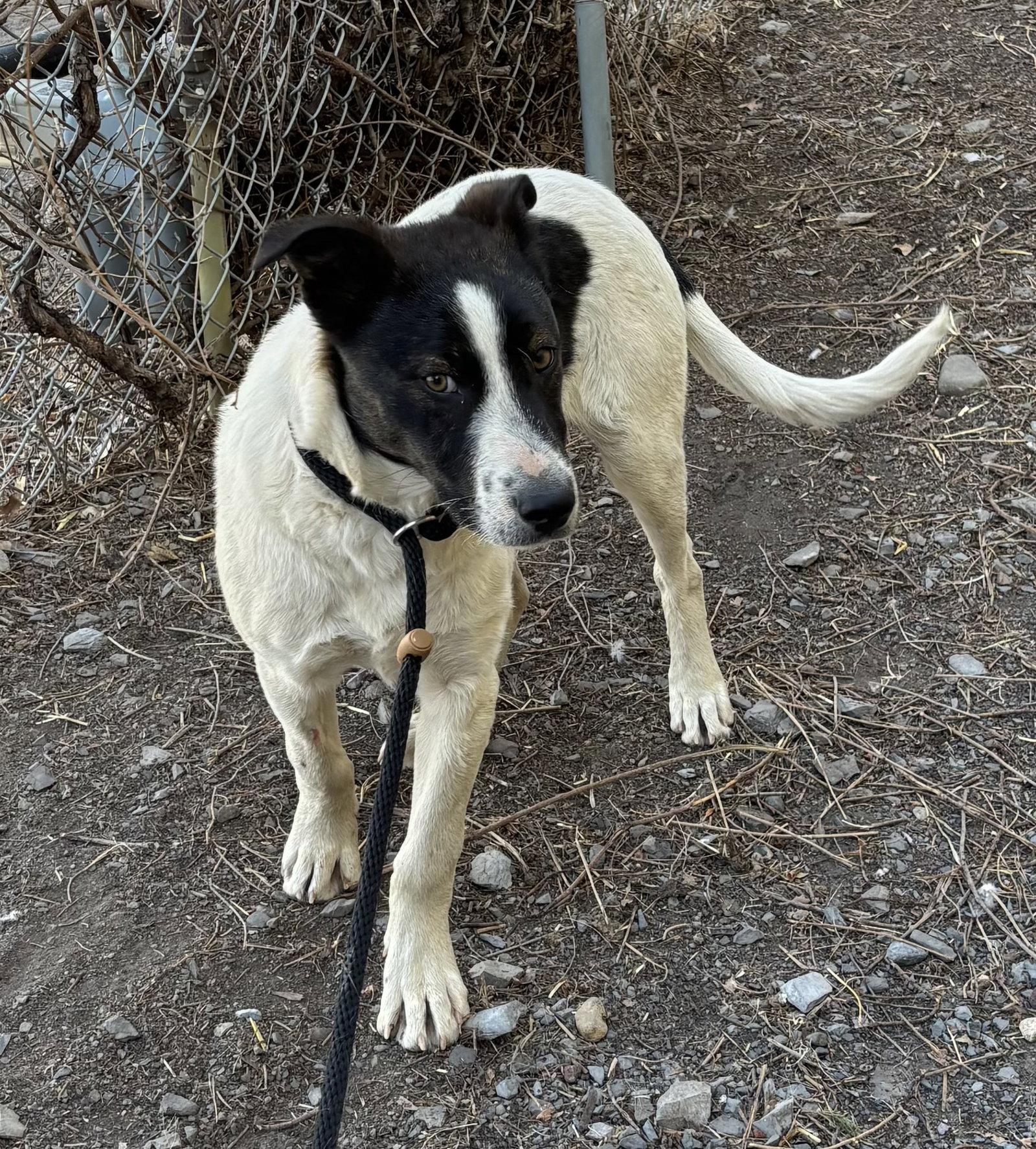 Enlarge Duke, a Adopted Border Collie in Las Vegas, NM image 3/3
