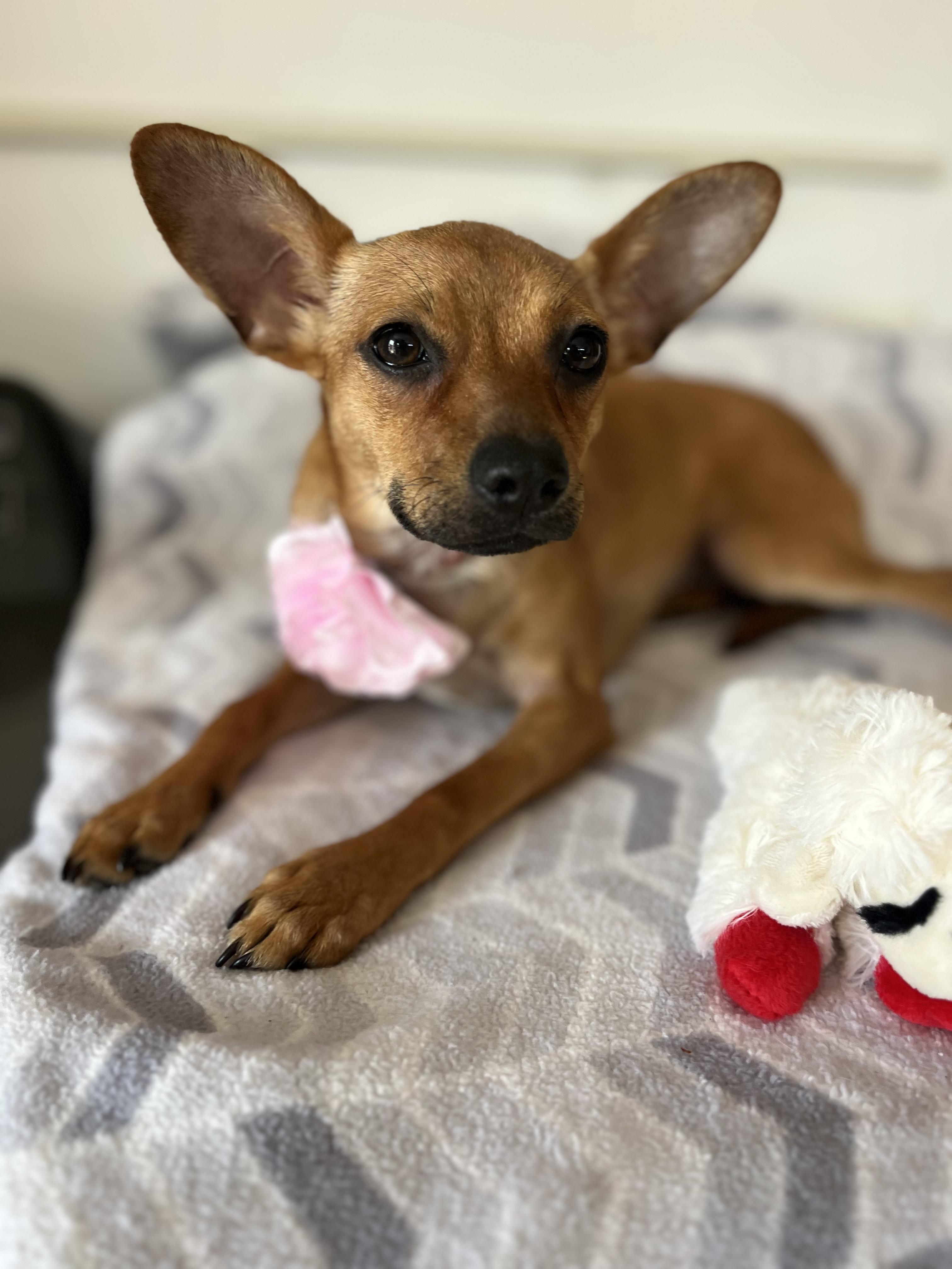 Kahlua, ADOPTABLE, Puppy Female Chihuahua.