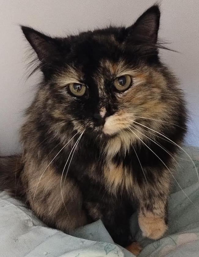 Scarlet, ADOPTABLE, Adult Female Domestic Long Hair.