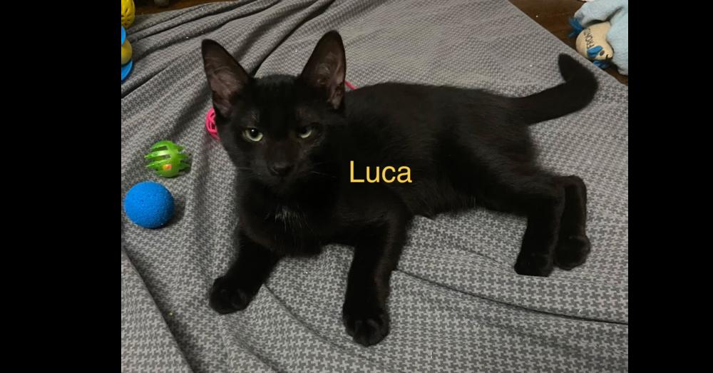 Enlarge Luca, a Adoptable Domestic Short Hair in Chalfont, PA image 2/2