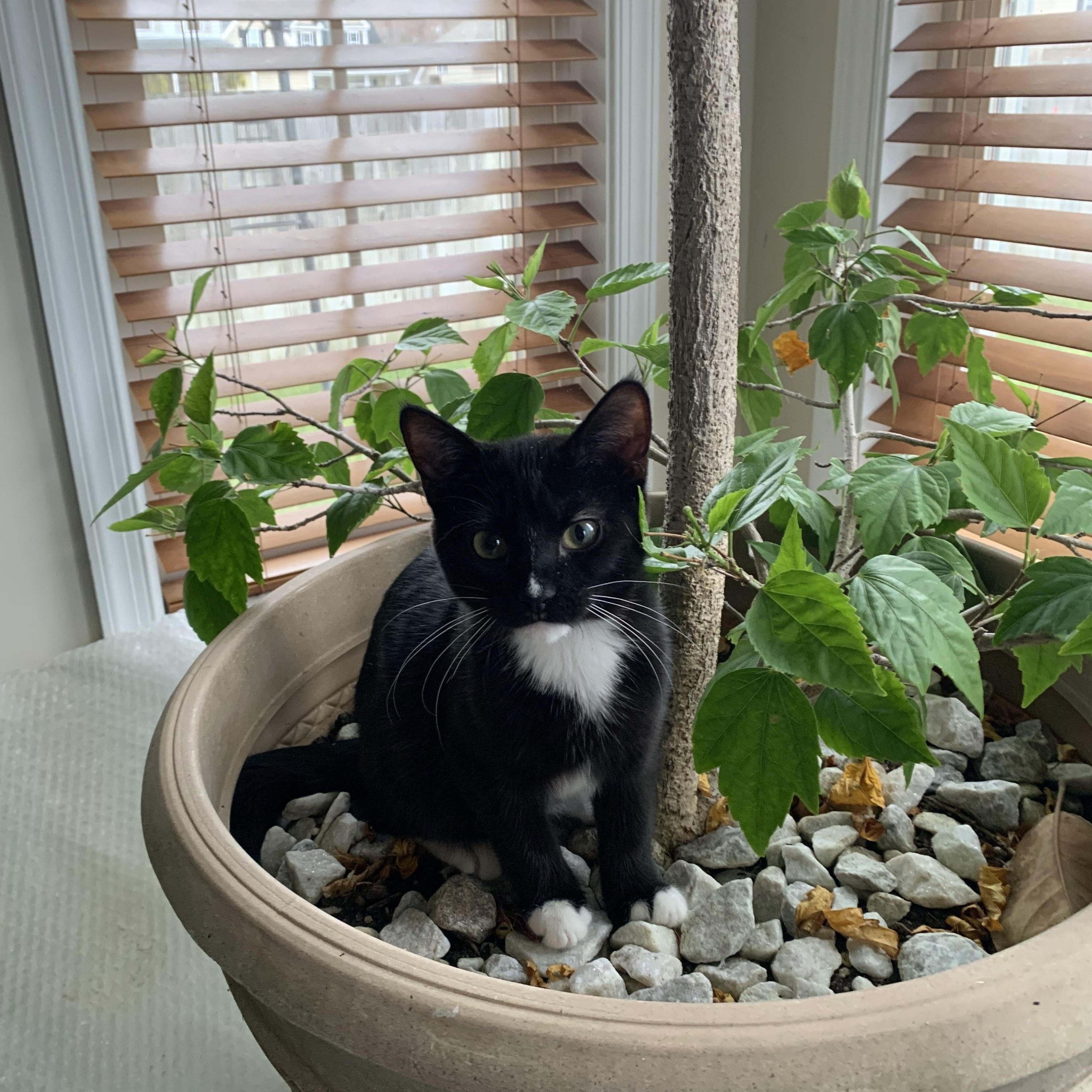 Spot, adopted, Kitten Male Domestic Short Hair.