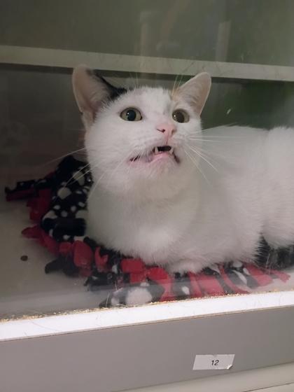 Enlarge Pickles, a Adoptable mixed breed in Beatrice, NE image 1/3