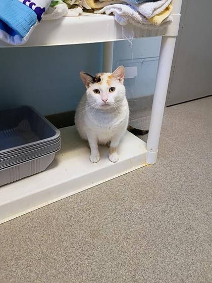 Pickles, Adoptable, Adult Female Domestic Short Hair & Domestic Short Hair.