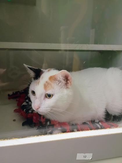 Enlarge Pickles, a Adoptable mixed breed in Beatrice, NE image 3/3
