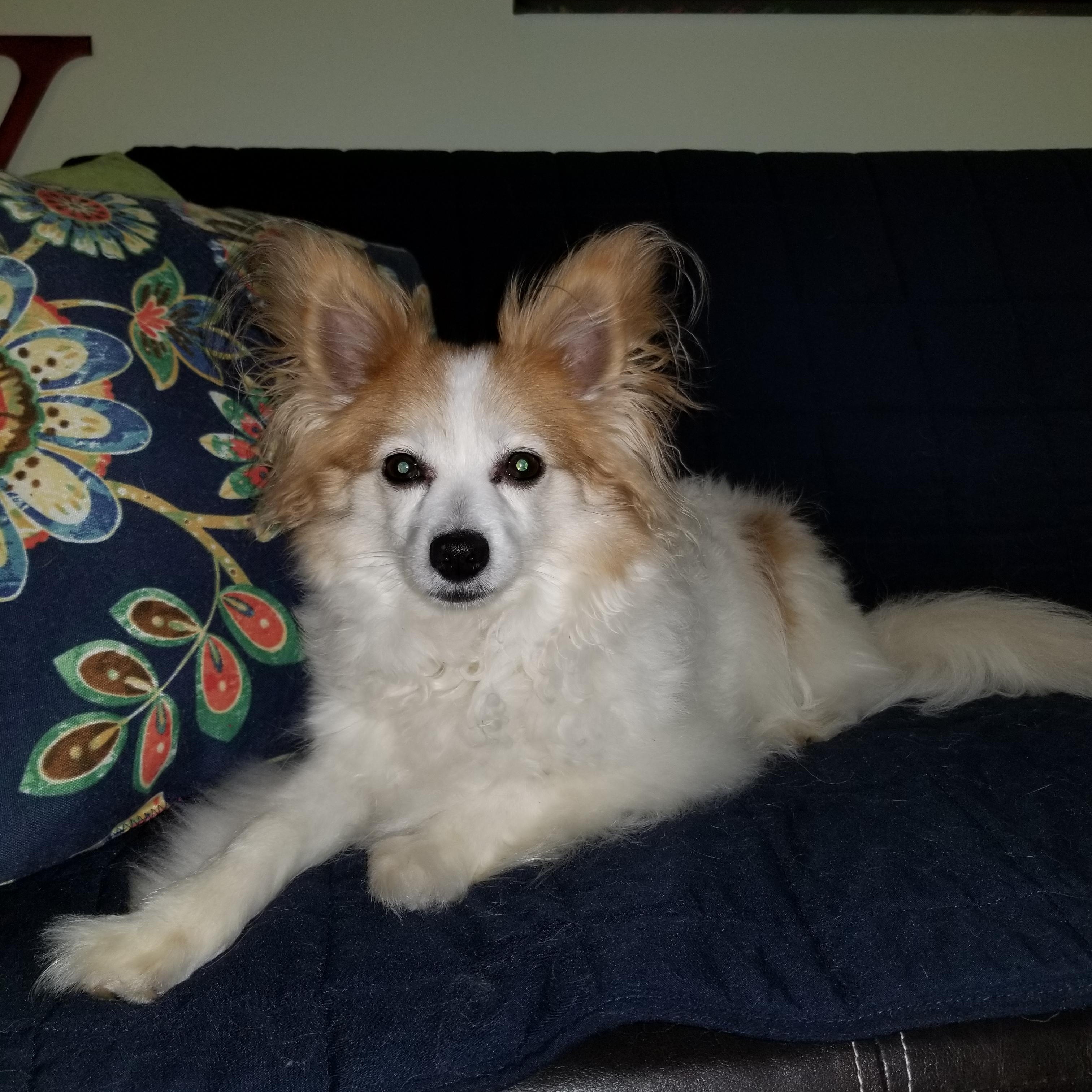 Enlarge Emmie - 11 pounds, a Adopted mixed breed in California, MD image 3/5