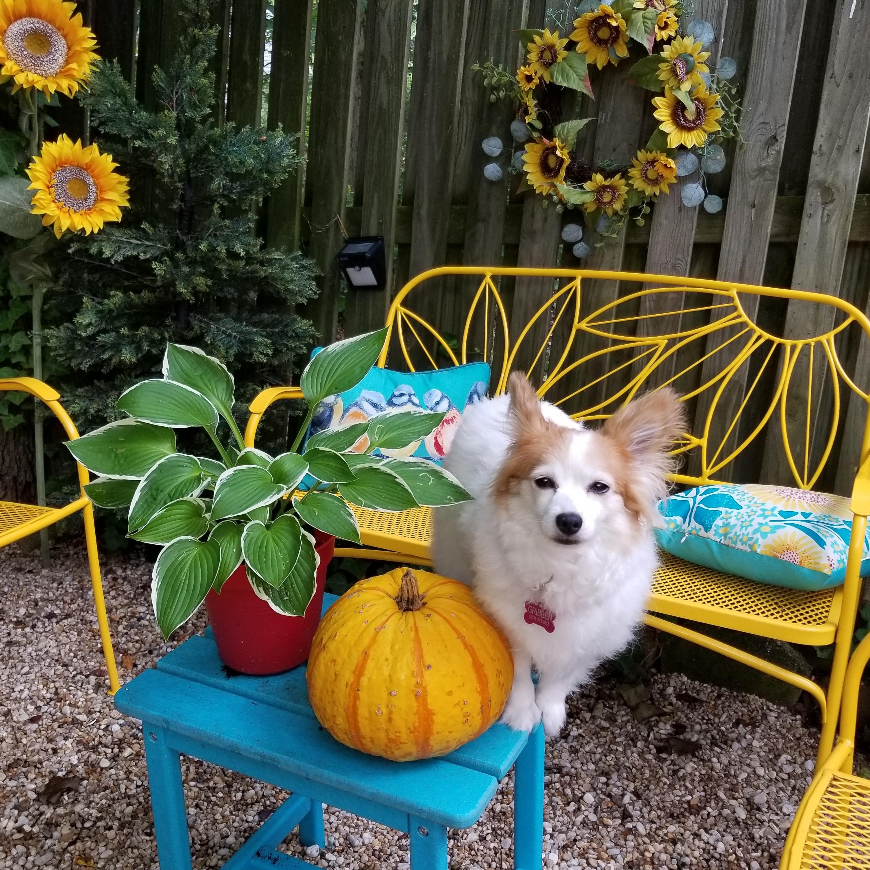 Enlarge Emmie - 11 pounds, a Adopted mixed breed in California, MD image 2/5