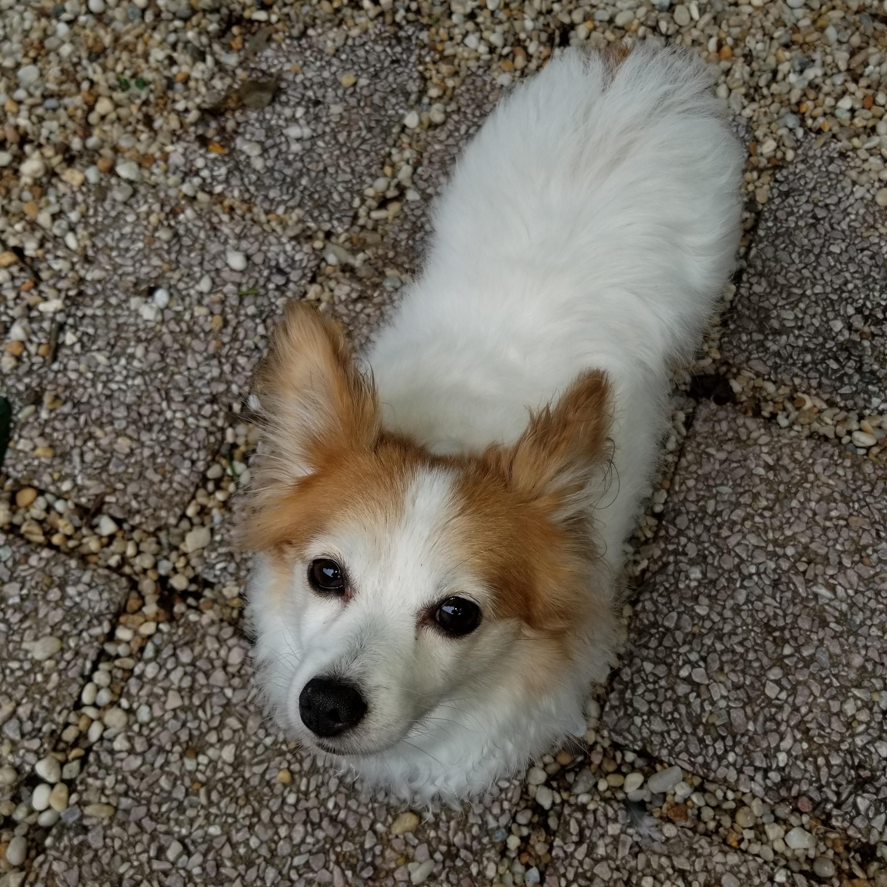 Enlarge Emmie - 11 pounds, a Adopted mixed breed in California, MD image 5/5