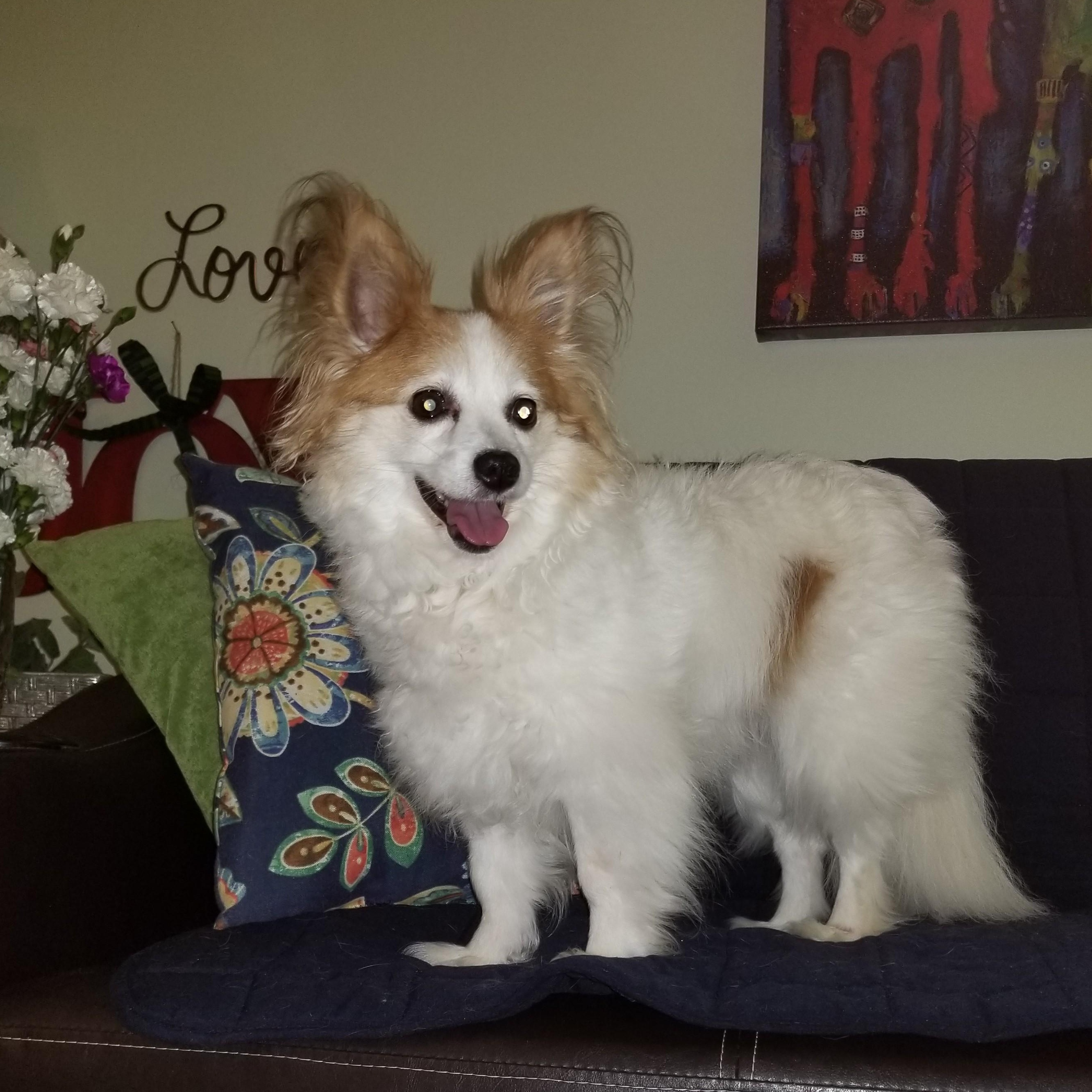Emmie - 11 pounds, Adopted, Adult Female Papillon & Pomeranian.