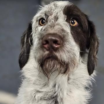 Enlarge Henry, an adopted mixed breed in Hopkinsville, KY image 2/2