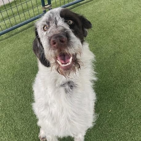 Henry, adopted, Young Male German Wirehaired Pointer.