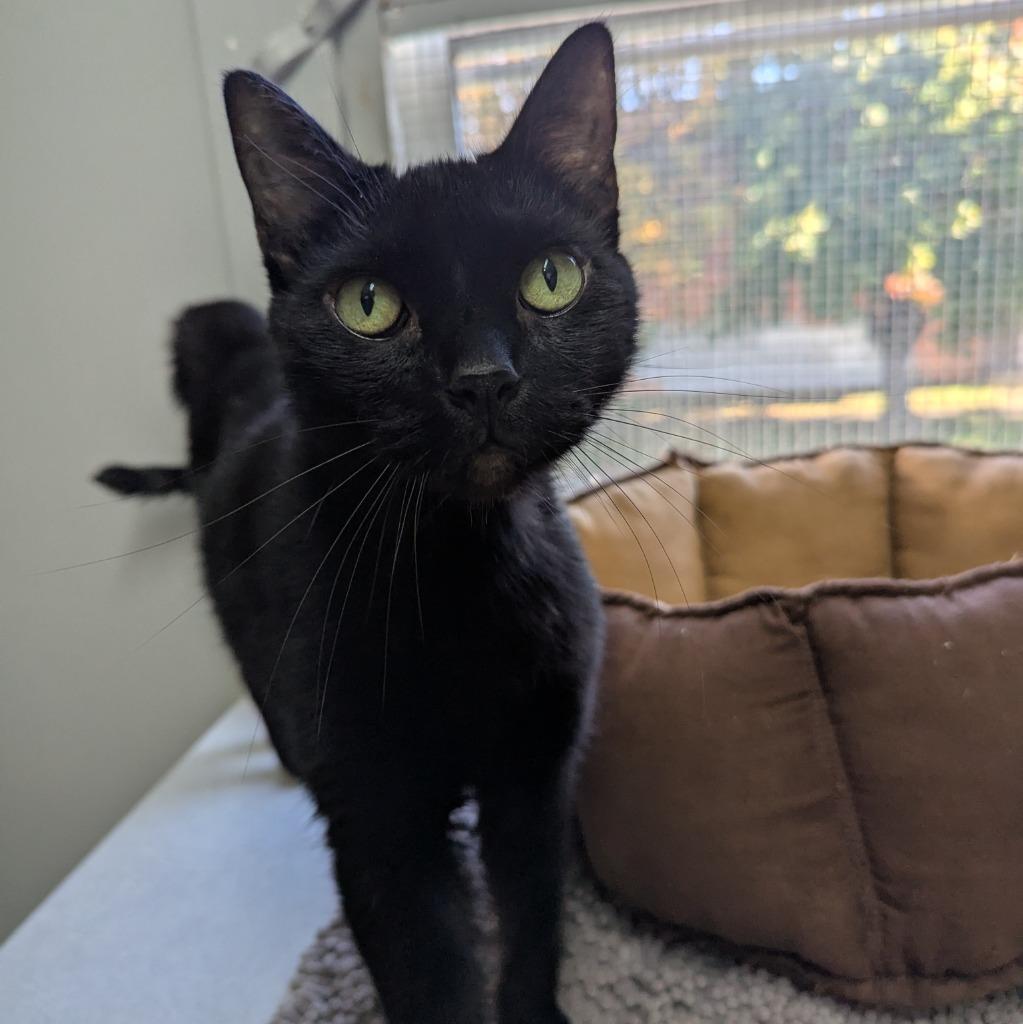 Enlarge Sirius, a Adoptable mixed breed in Aberdeen, WA image 1/1