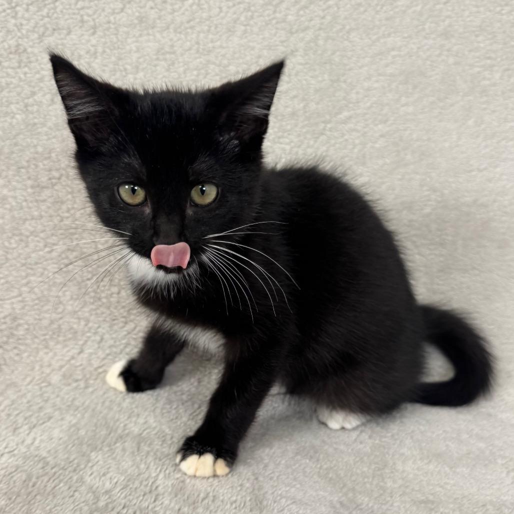 Winston, Adoptable, Kitten Male Domestic Short Hair.