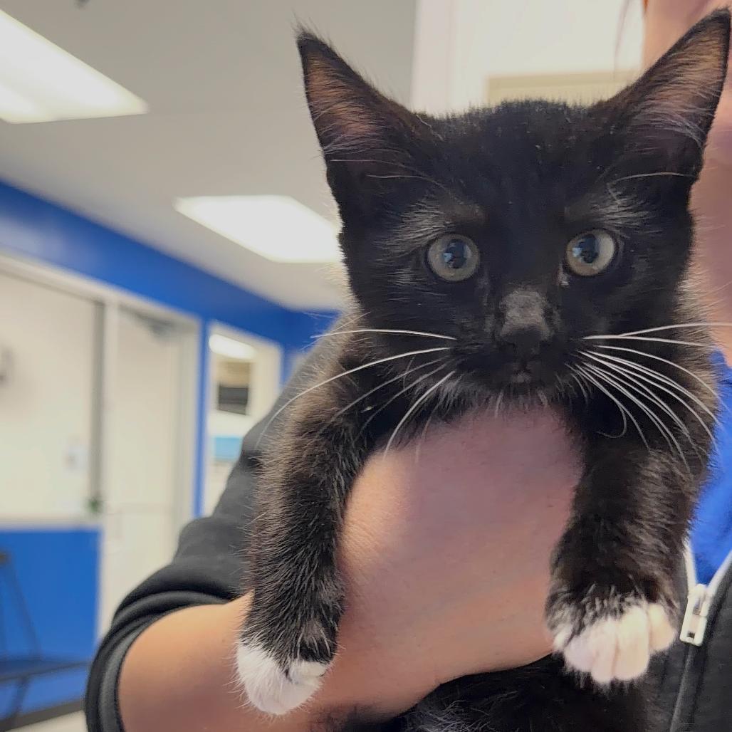 Winston, Adoptable, Kitten Male Domestic Short Hair.