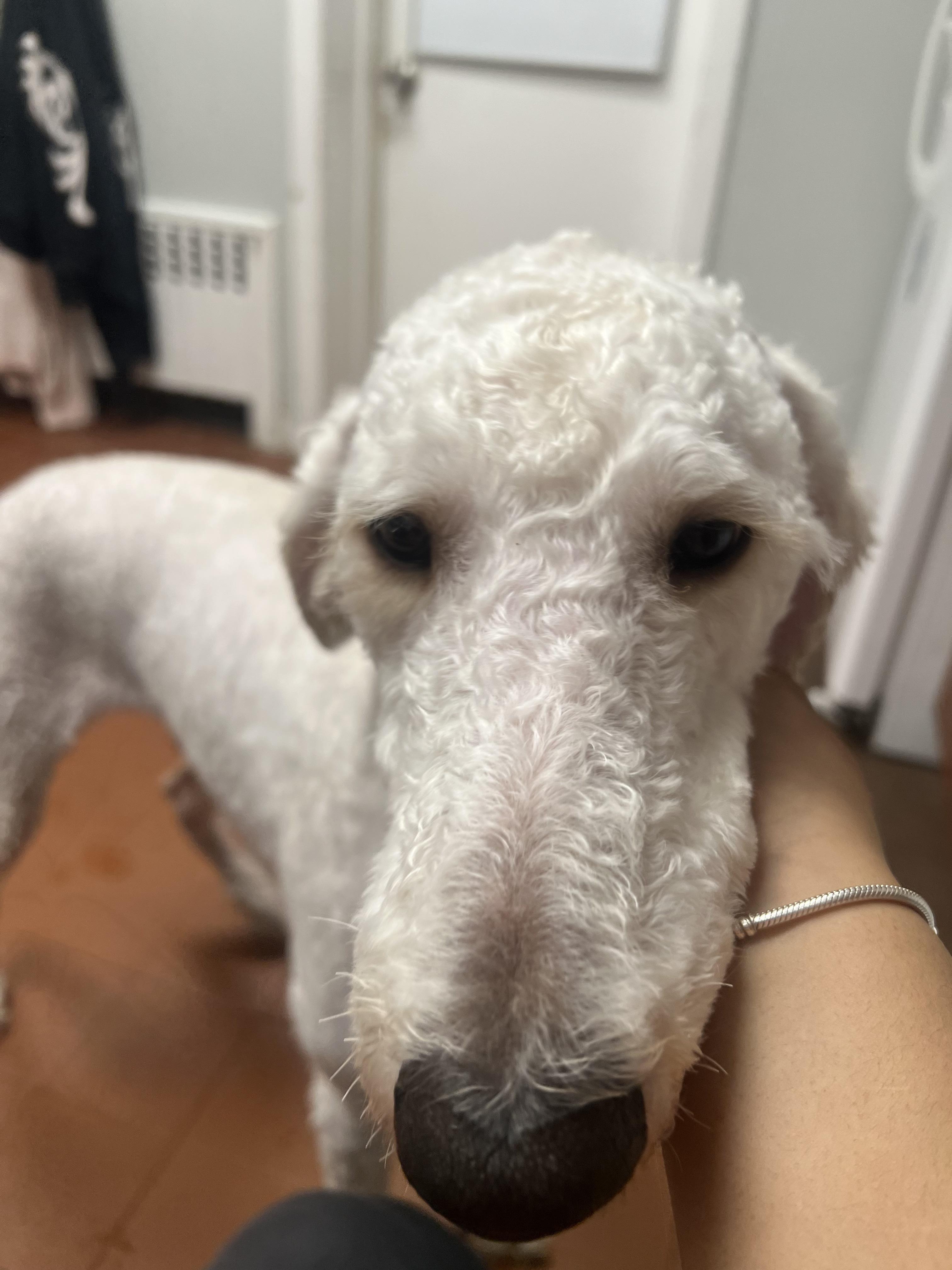 Enlarge Charlie Daniels, a ADOPTABLE Standard Poodle in Harrison, NY image 5/6