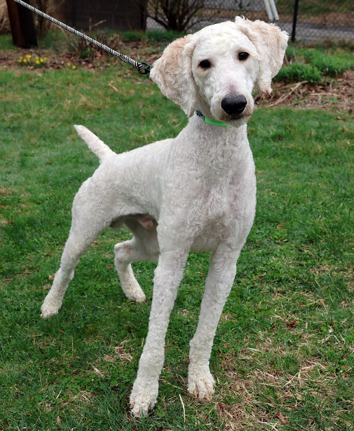Enlarge Charlie Daniels, a ADOPTABLE Standard Poodle in Harrison, NY image 1/6