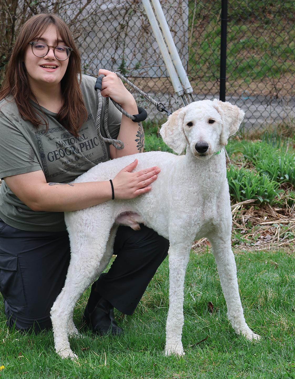 Enlarge Charlie Daniels, a ADOPTABLE Standard Poodle in Harrison, NY image 2/6