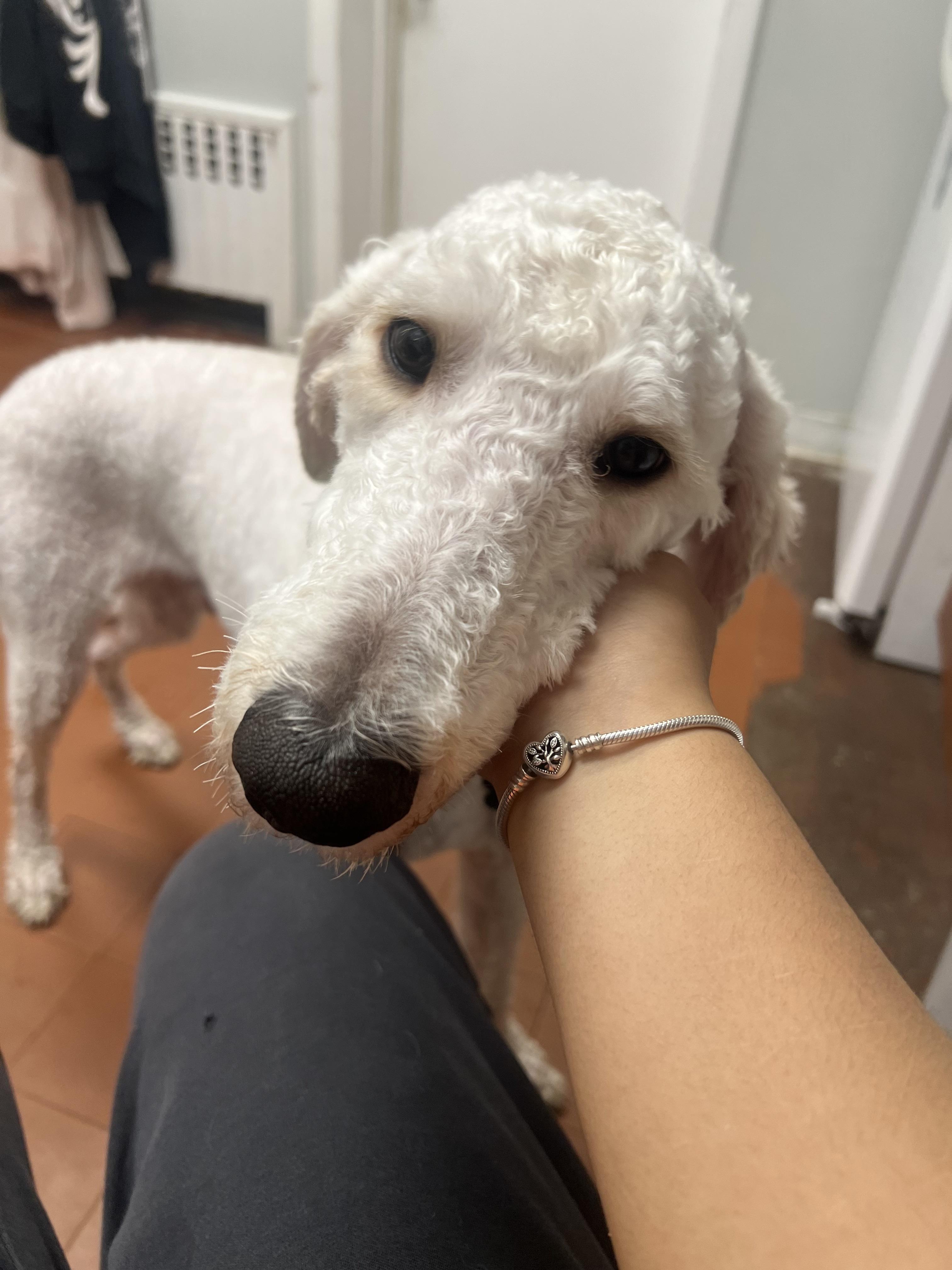 Enlarge Charlie Daniels, a ADOPTABLE Standard Poodle in Harrison, NY image 4/6