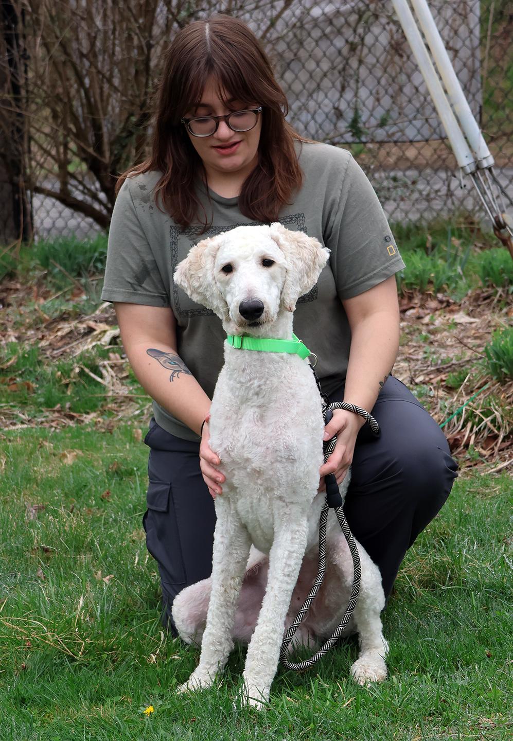 Enlarge Charlie Daniels, a ADOPTABLE Standard Poodle in Harrison, NY image 3/6