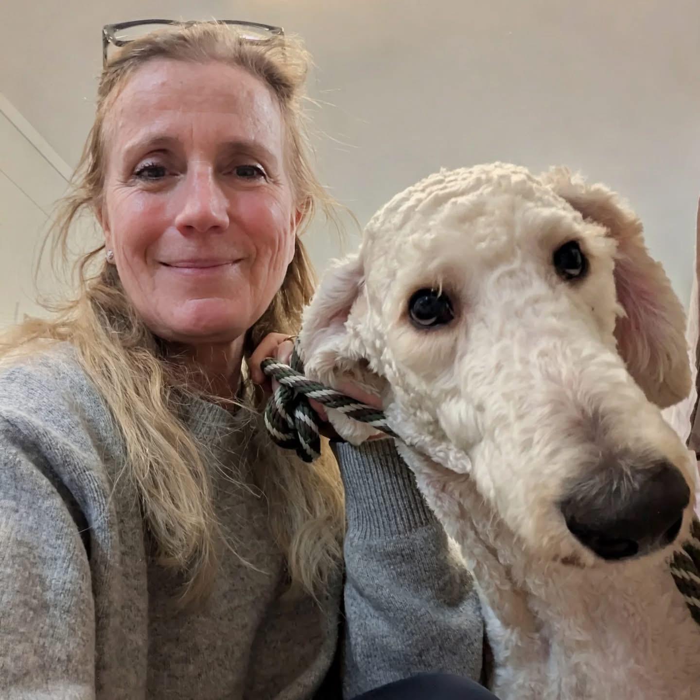 Enlarge Charlie Daniels, a ADOPTABLE Standard Poodle in Harrison, NY image 6/6