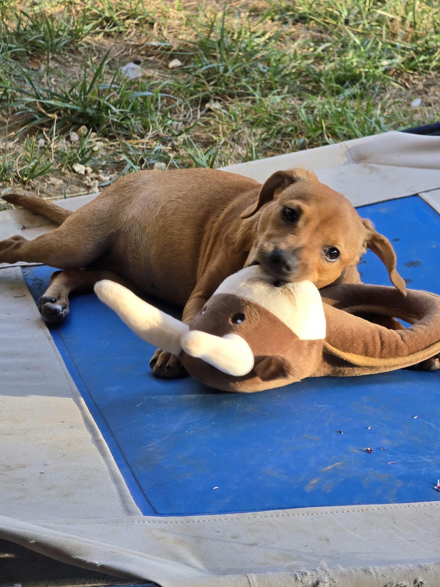 Tigger, Adopted, Puppy Female Dachshund.