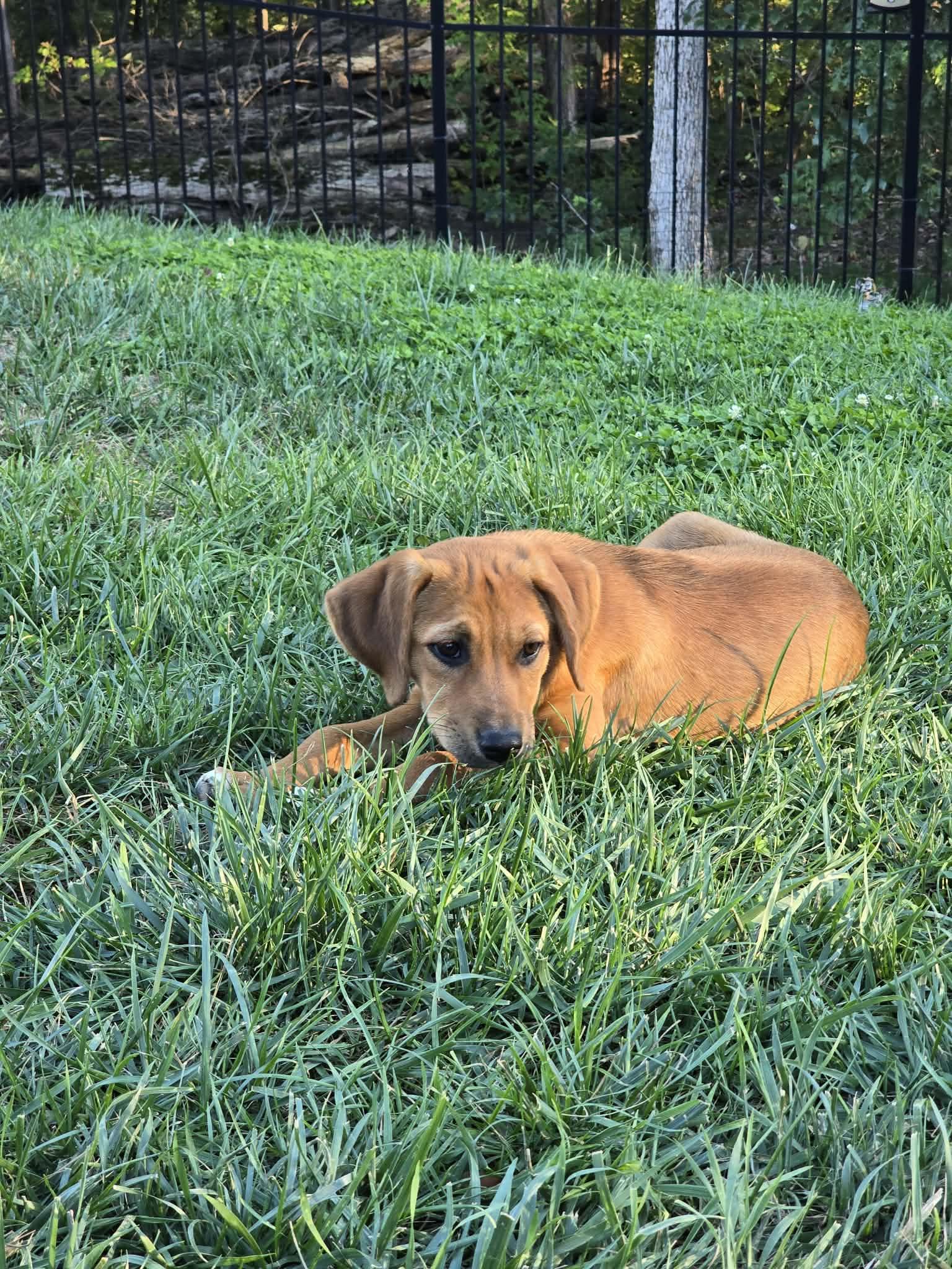 Enlarge Tigger, a Adopted Dachshund in Barnhart, MO image 2/3