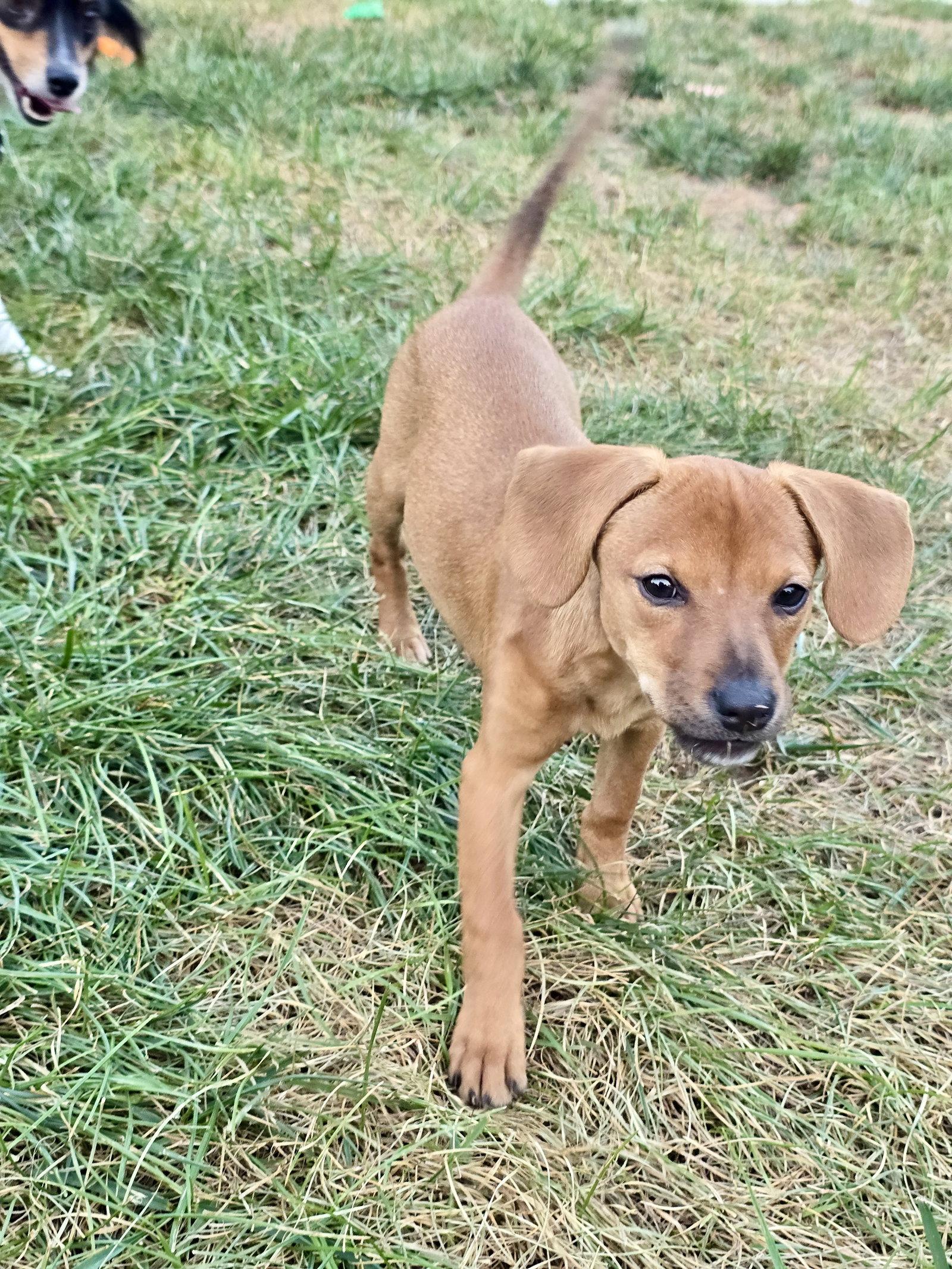 Tigger, Adoptable, Puppy Female Dachshund.