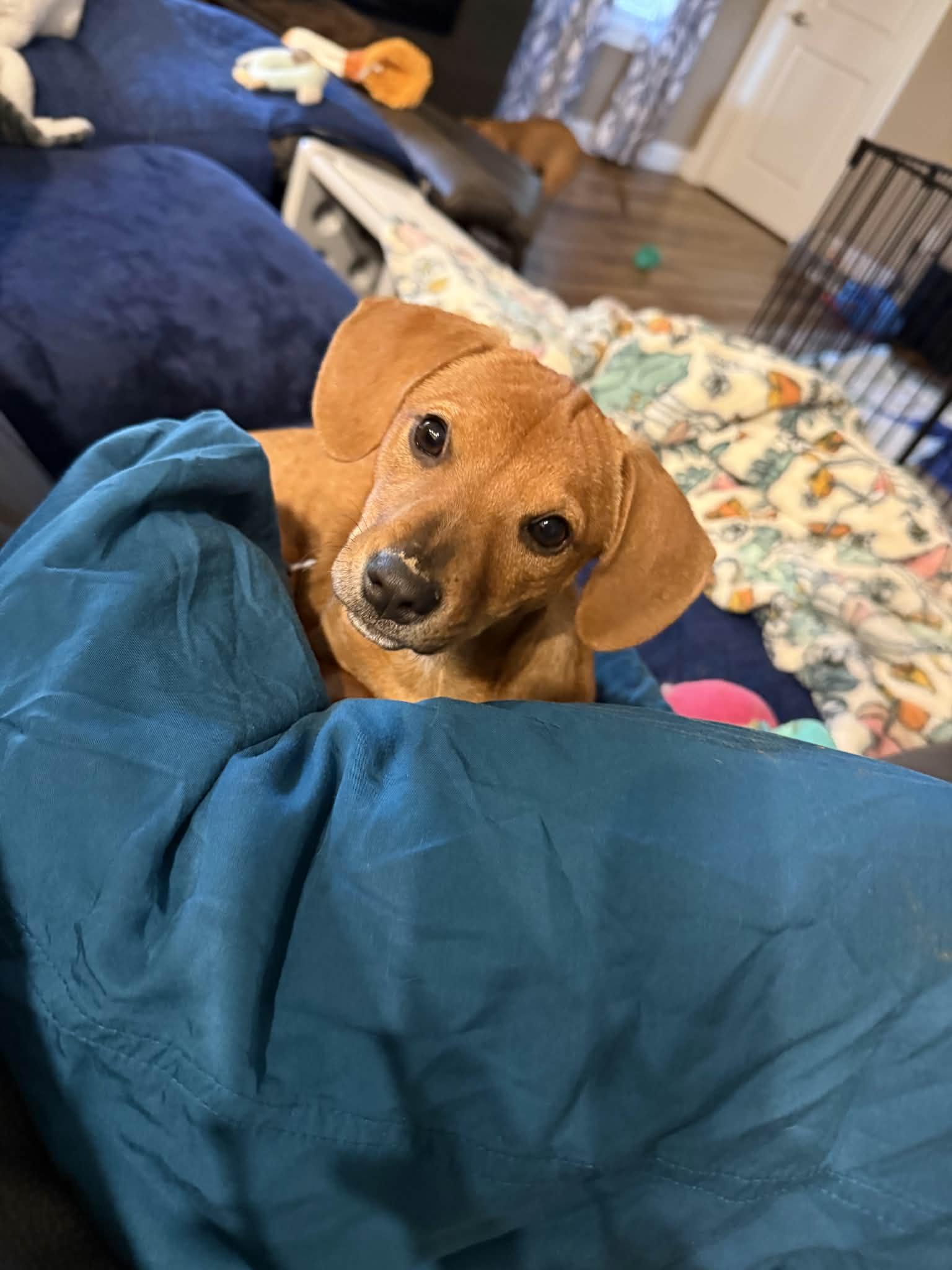 Enlarge Tigger, a Adopted Dachshund in Barnhart, MO image 3/3
