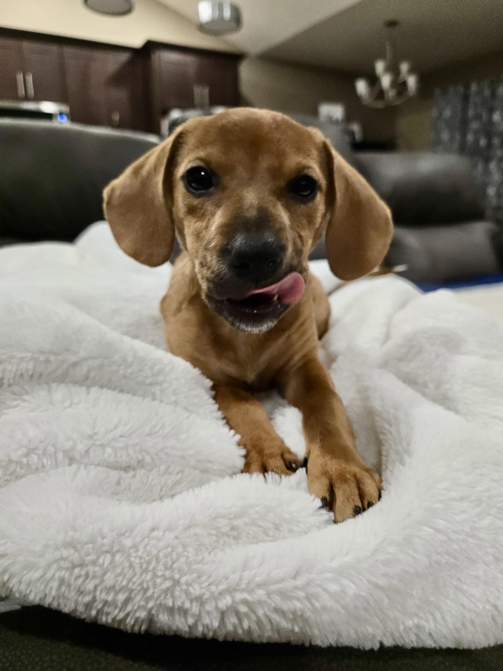 Enlarge Tigger, a Adoptable Dachshund in Barnhart, MO image 2/2