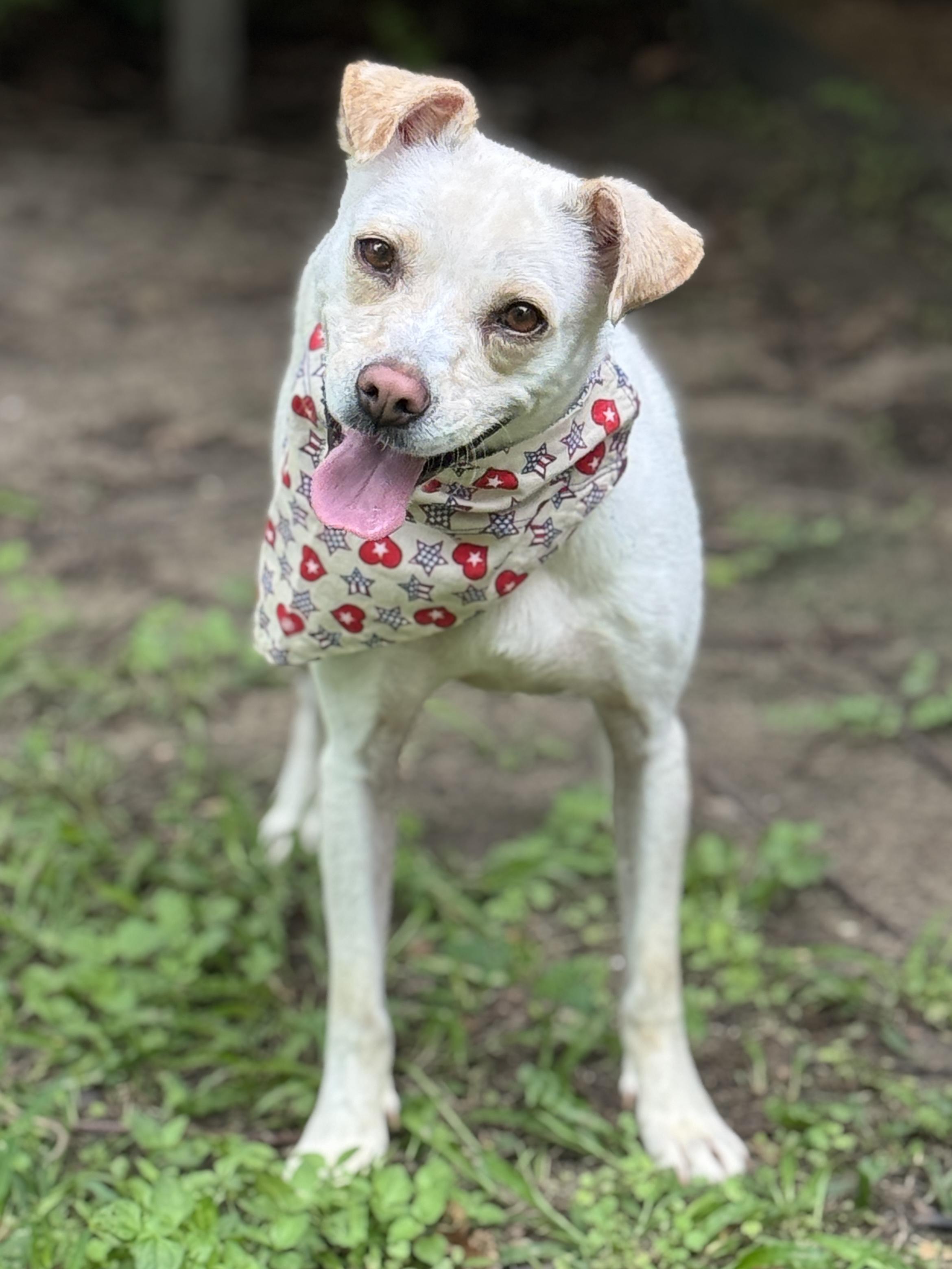 Enlarge Nora Jean, a ADOPTABLE mixed breed in Houston, TX image 2/6