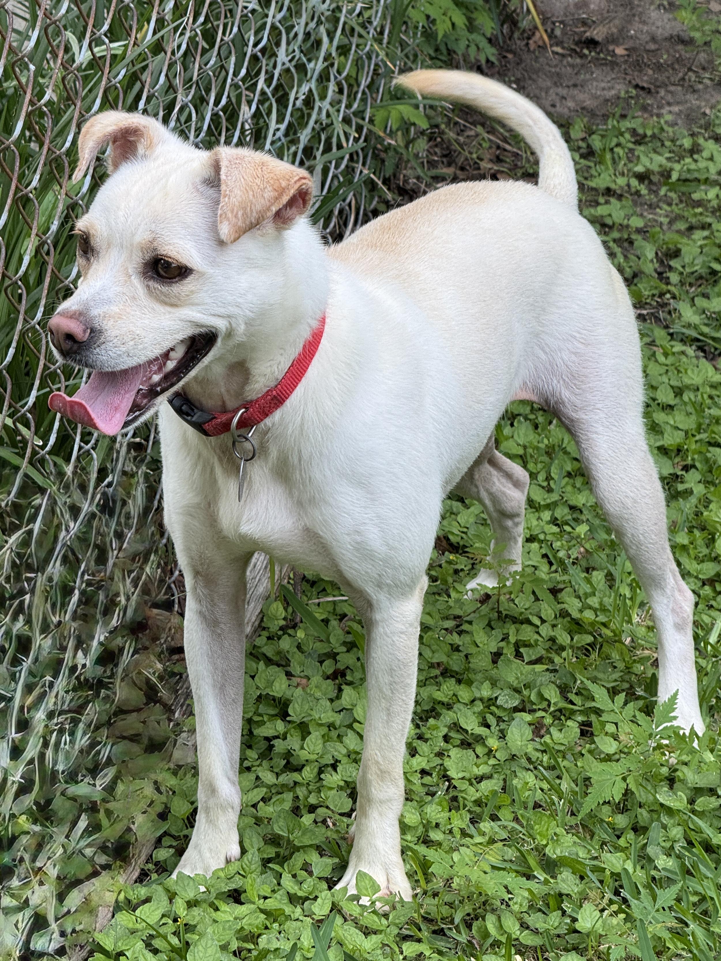 Enlarge Nora Jean, a ADOPTABLE mixed breed in Houston, TX image 3/6