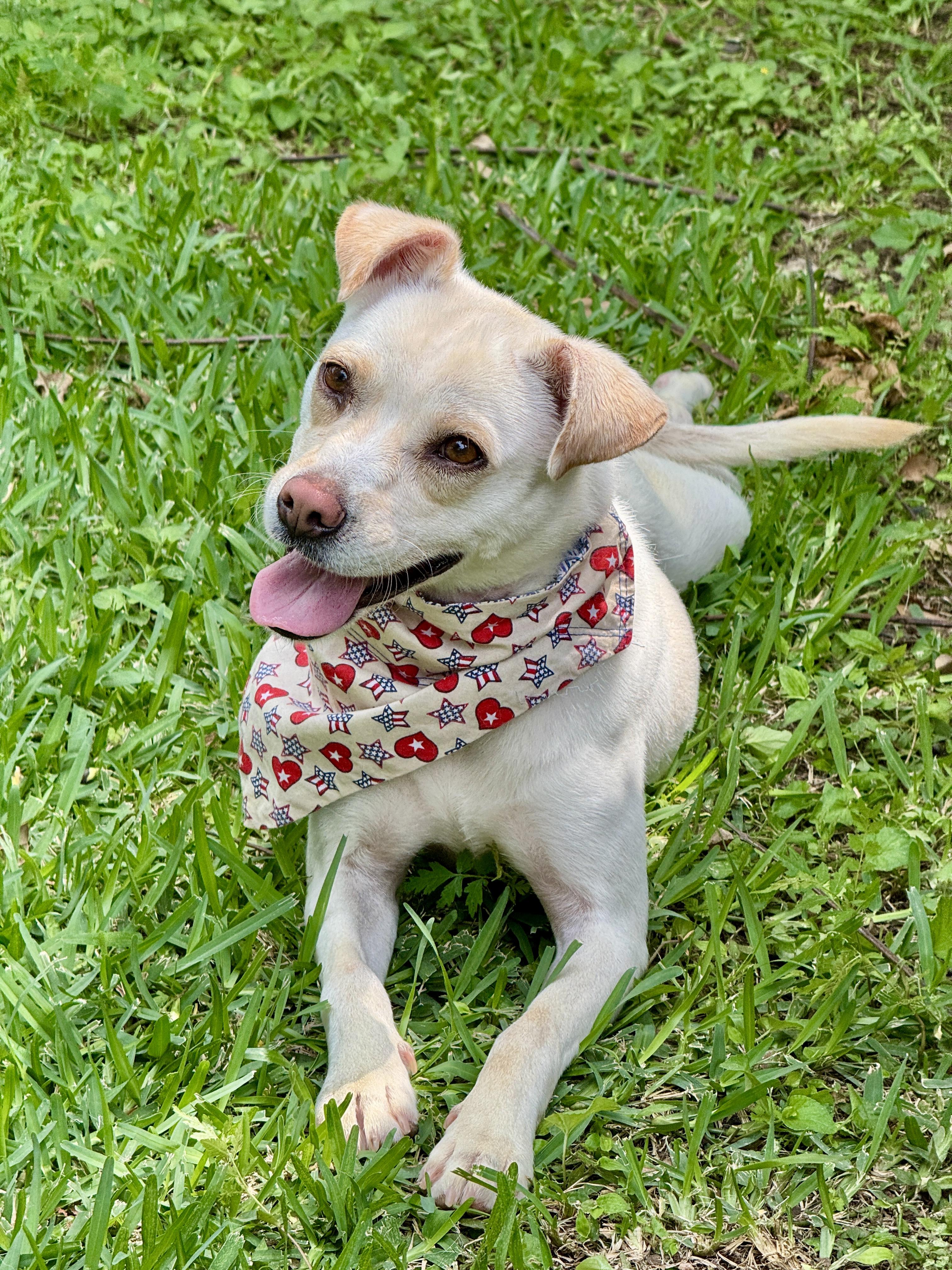 Nora Jean, ADOPTABLE, Young Female Pug & Yellow Labrador Retriever.