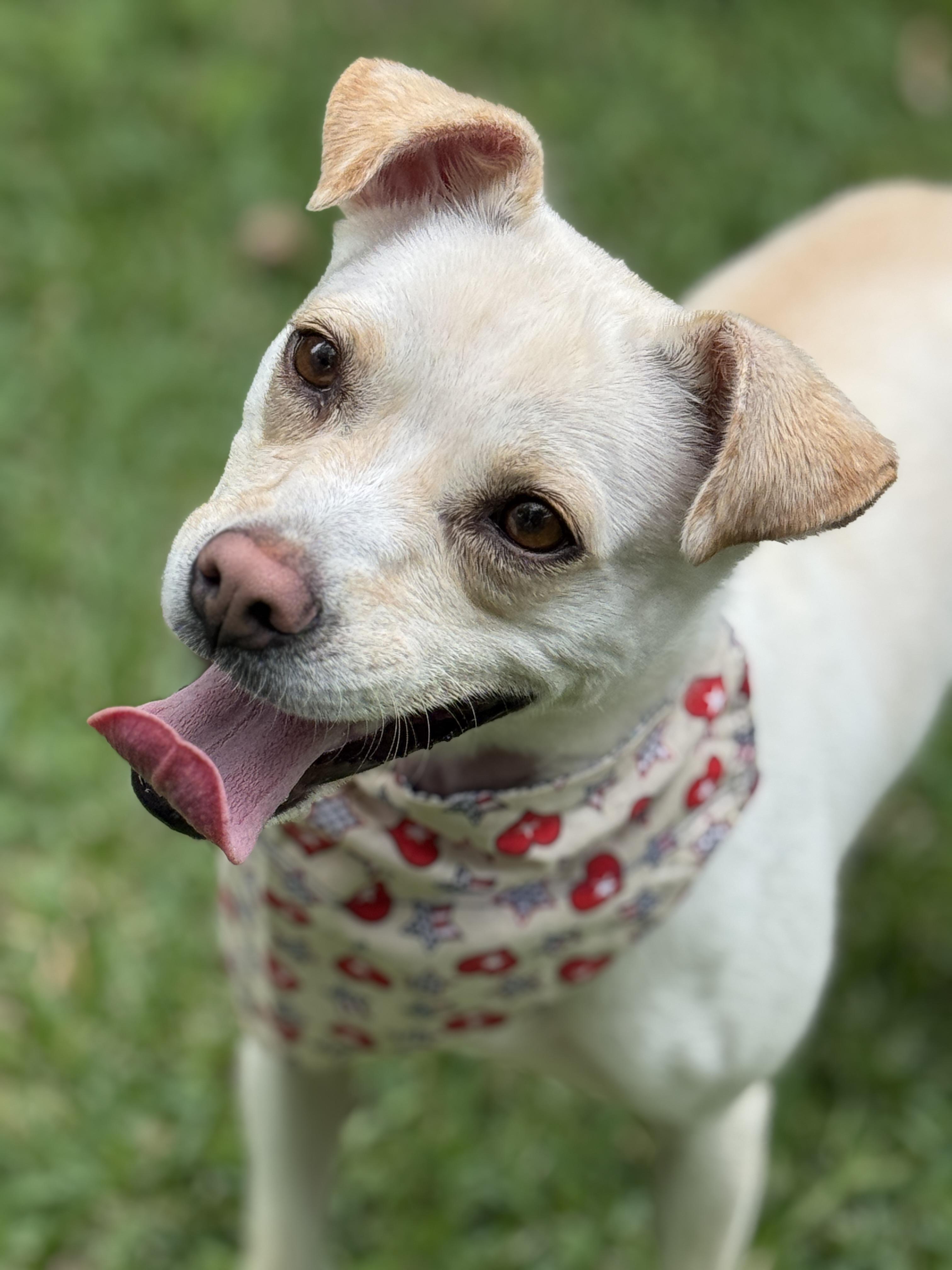 Enlarge Nora Jean, a ADOPTABLE mixed breed in Houston, TX image 4/6