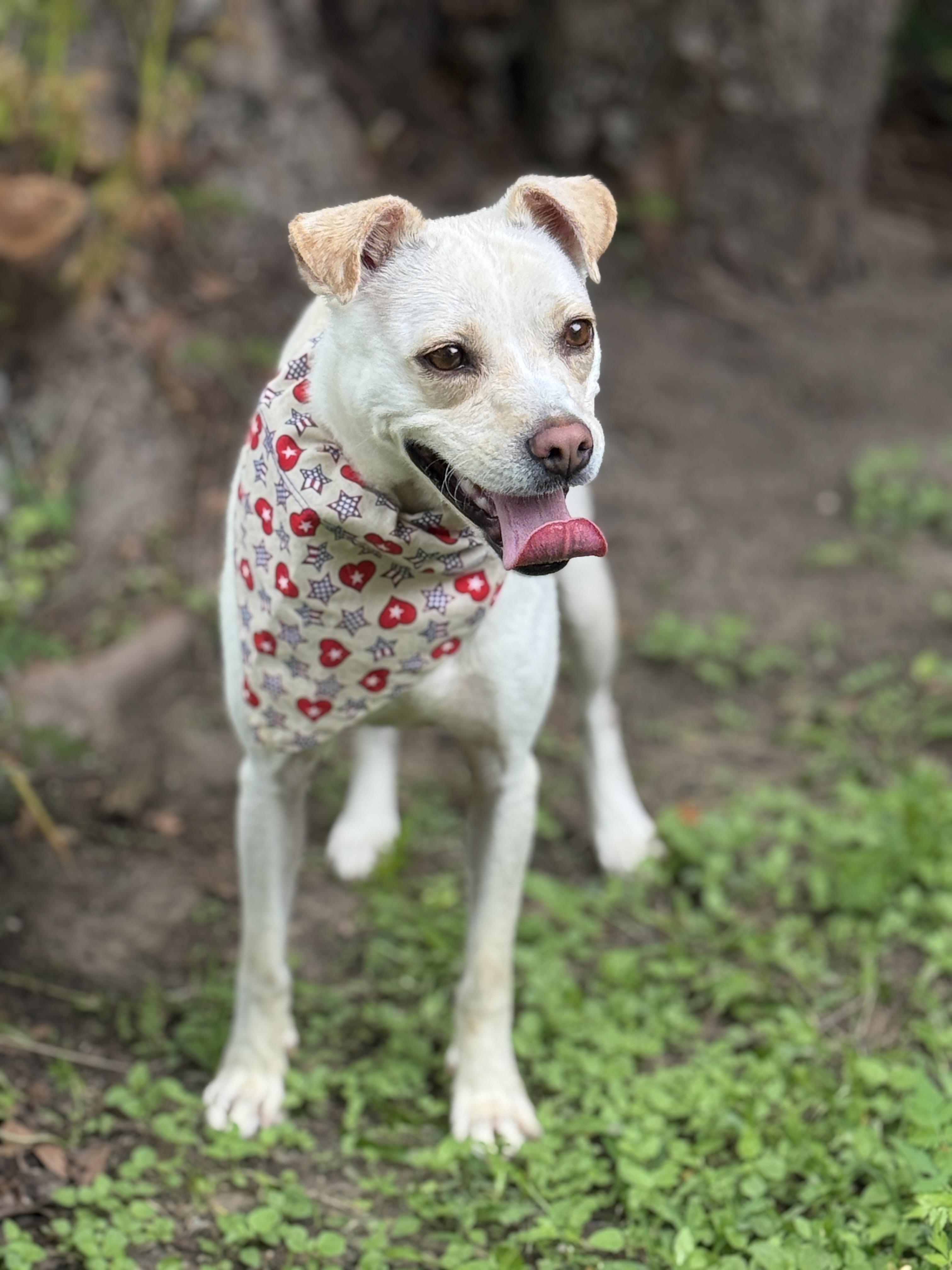 Enlarge Nora Jean, a ADOPTABLE mixed breed in Houston, TX image 5/6