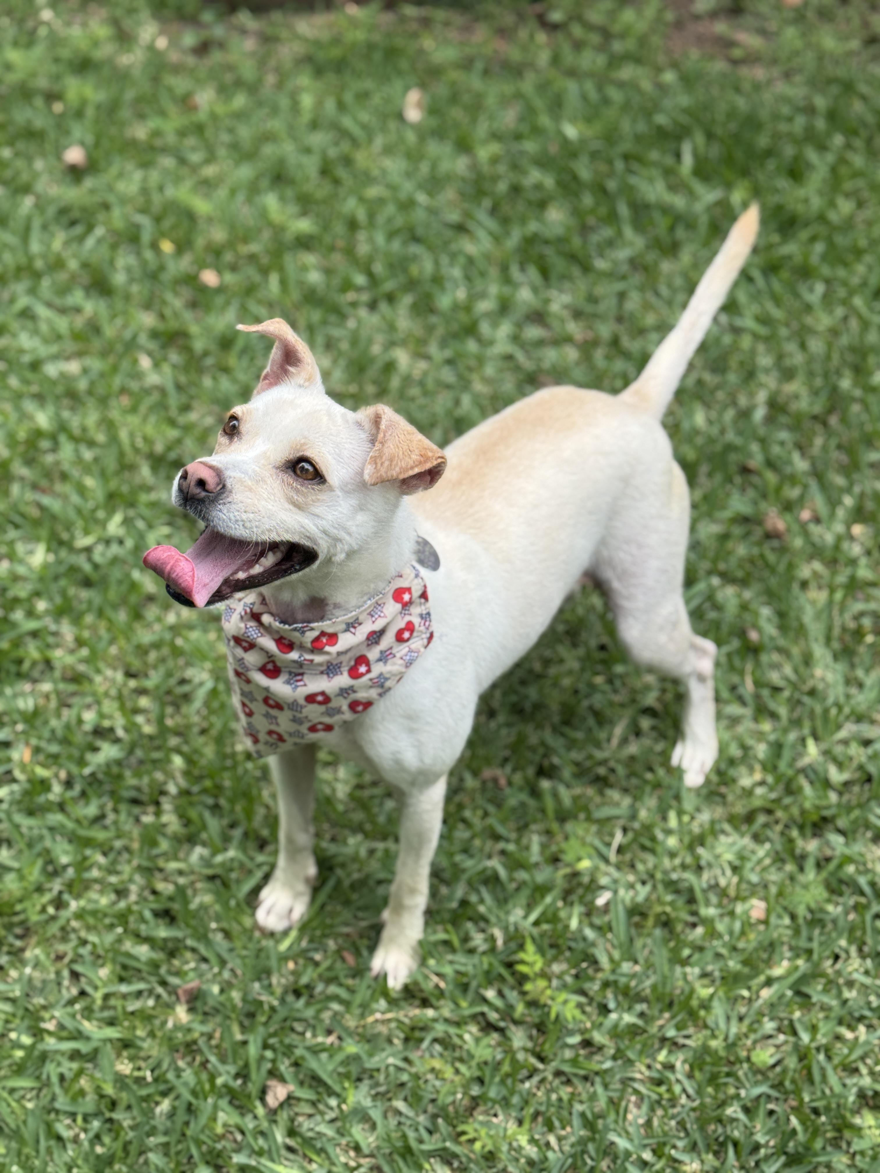 Enlarge Nora Jean, a ADOPTABLE mixed breed in Houston, TX image 6/6