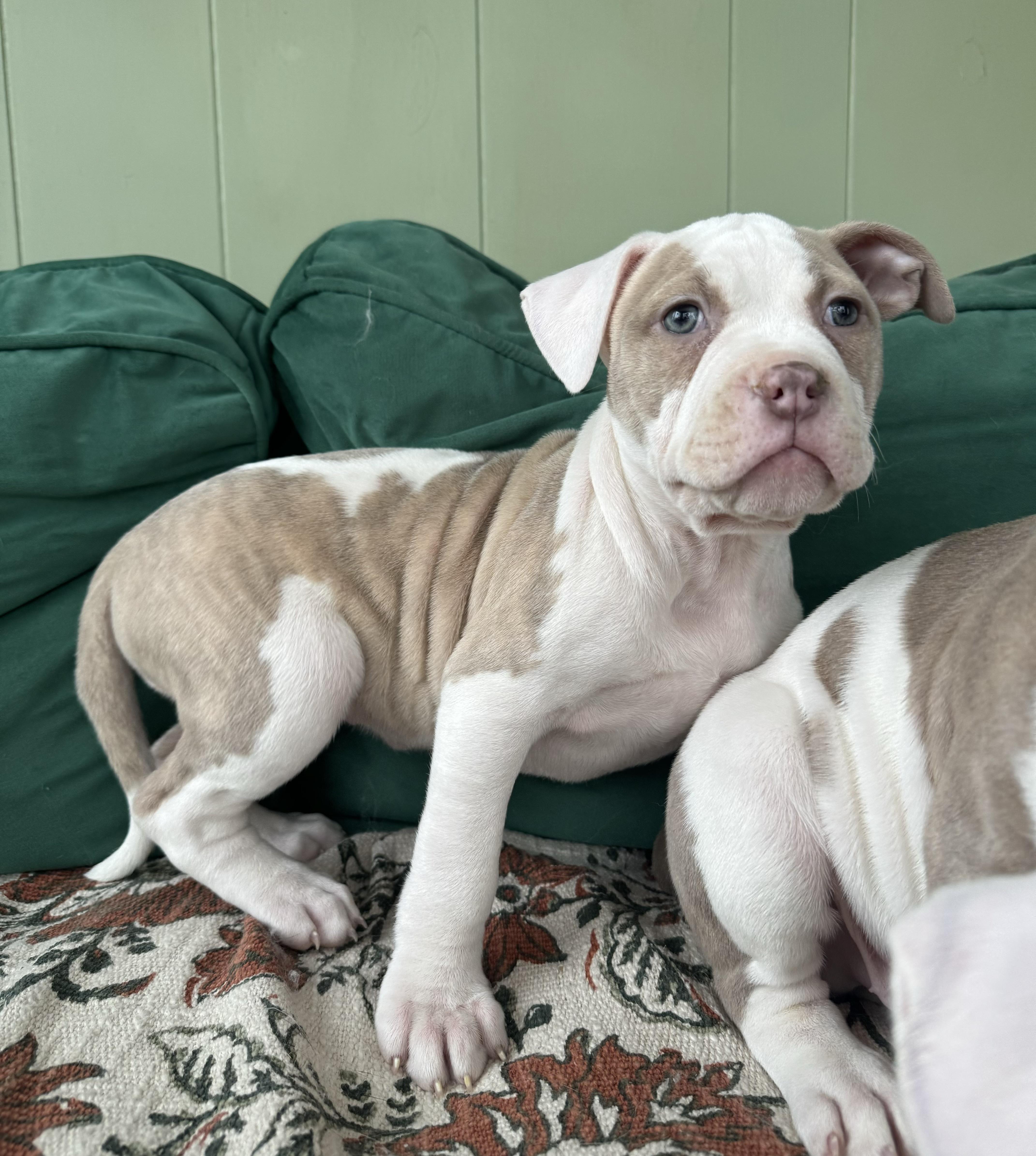 Enlarge Kasota, an adopted mixed breed in China Township, MI image 5/6
