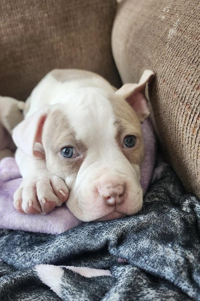 Enlarge Kasota, an adopted mixed breed in China Township, MI image 1/6