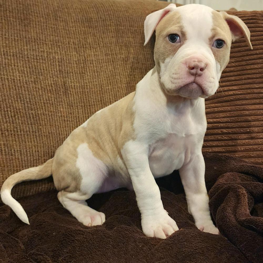 Enlarge Kasota, an adopted mixed breed in China Township, MI image 2/6