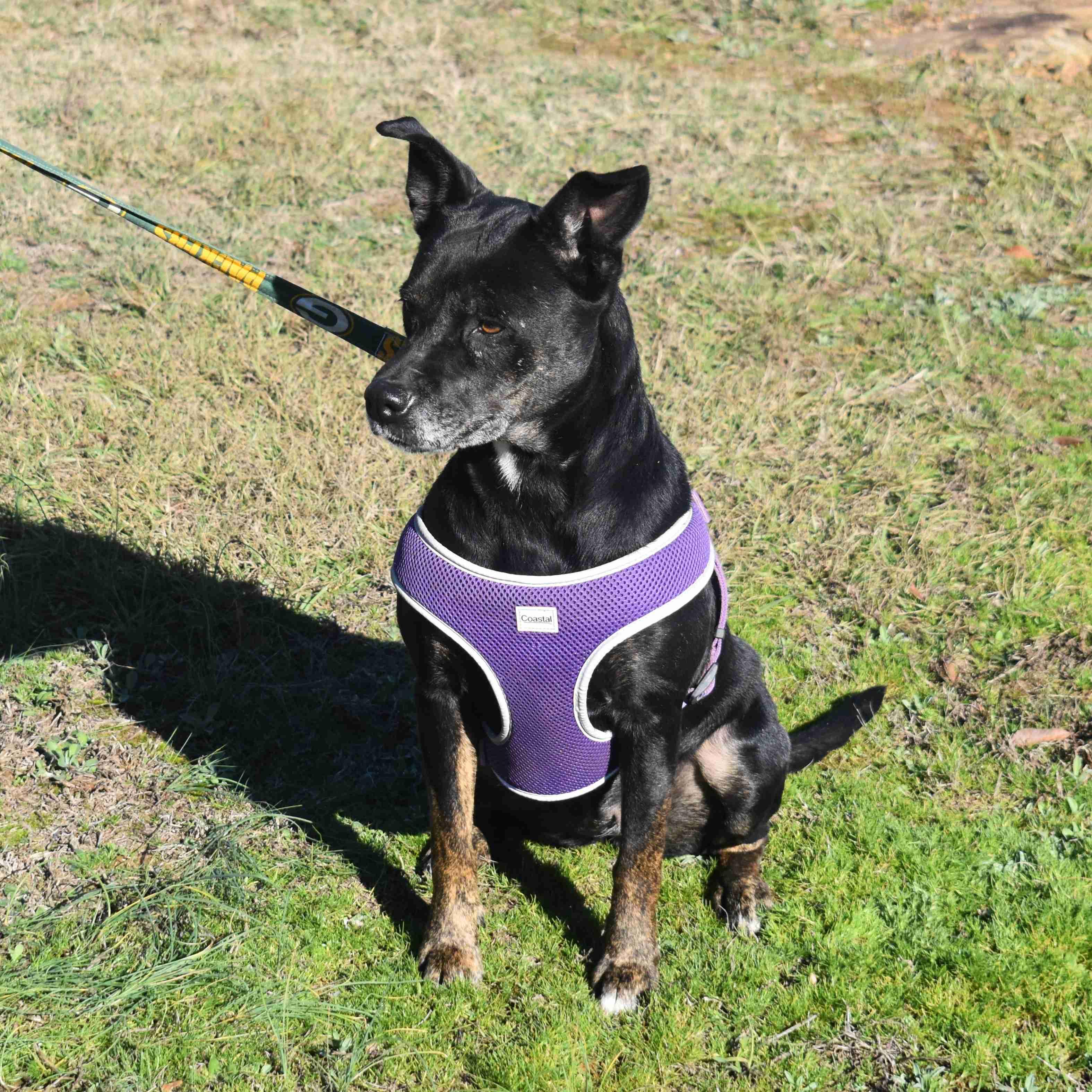 Enlarge Lovey, a Adoptable Mixed Breed in Searcy, AR image 2/6