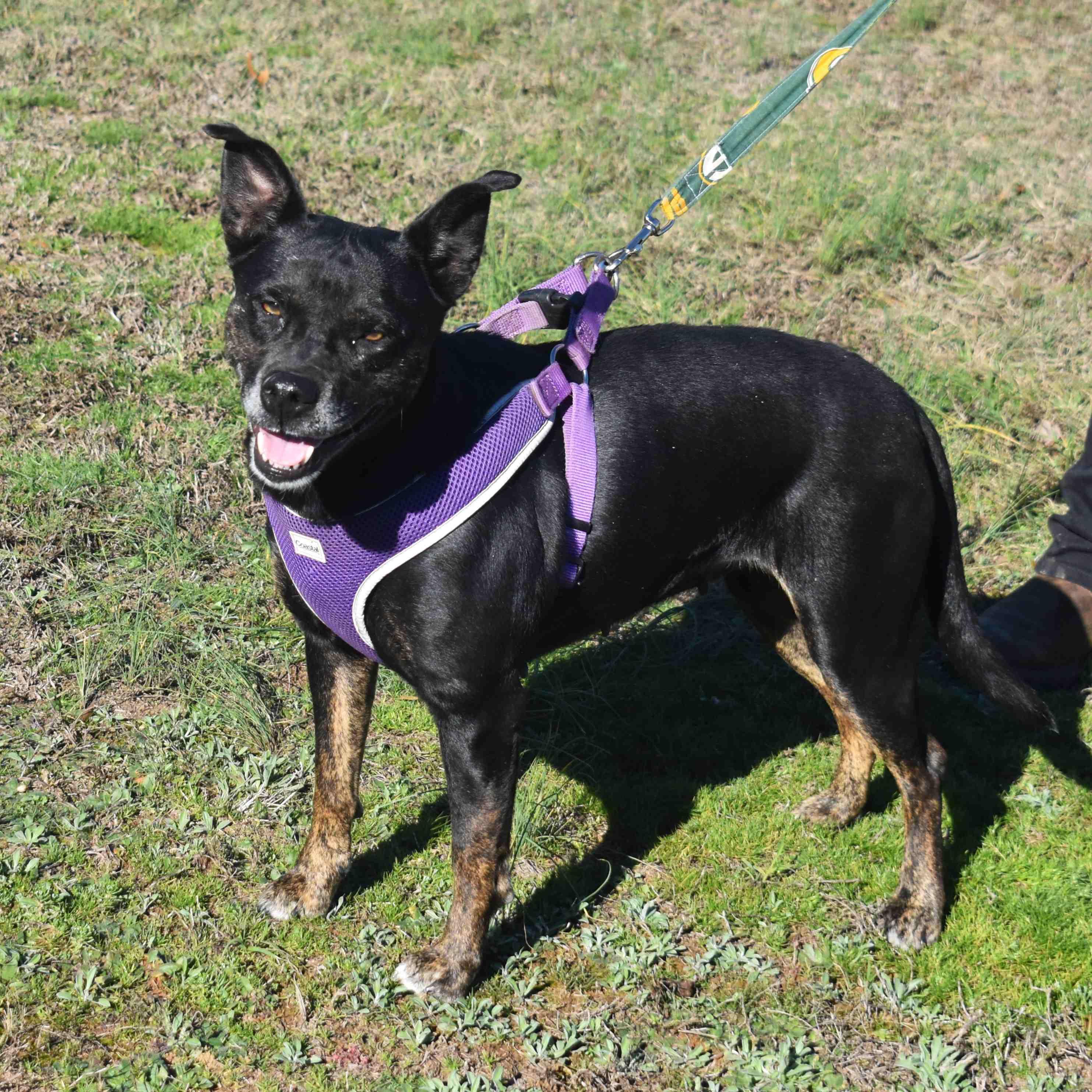 Lovey, Adoptable, Adult Female Mixed Breed.