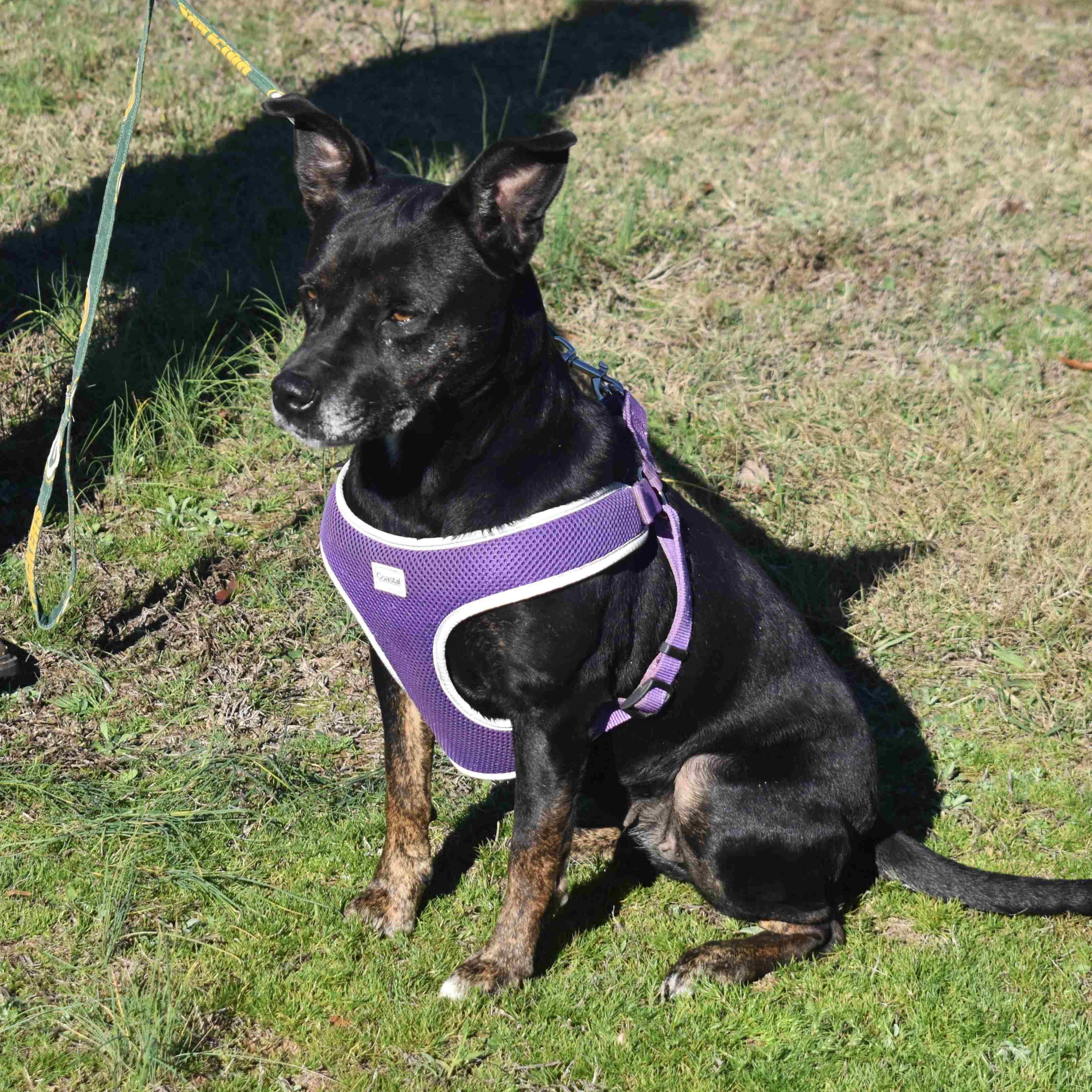 Enlarge Lovey, a Adoptable Mixed Breed in Searcy, AR image 5/6