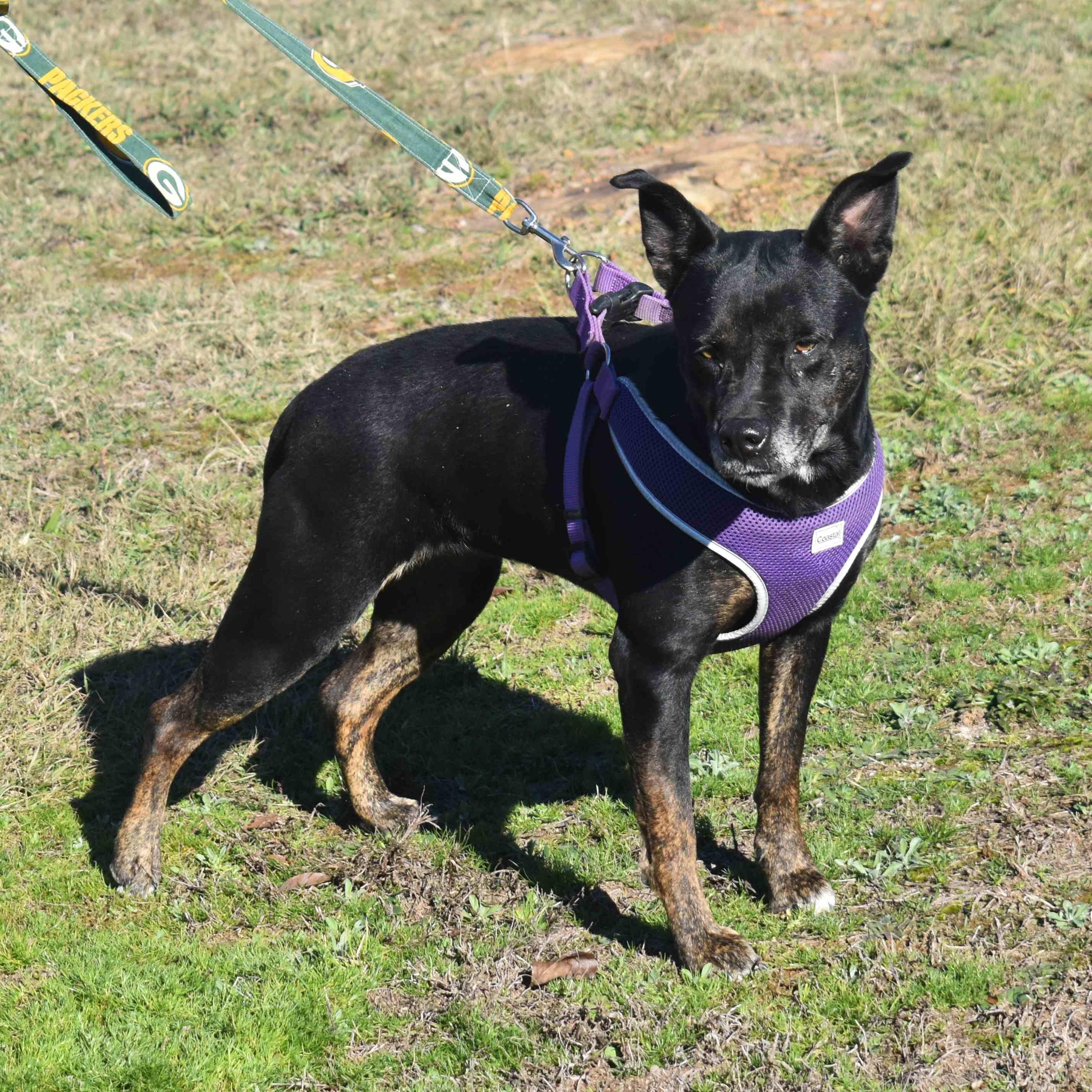 Enlarge Lovey, a Adoptable Mixed Breed in Searcy, AR image 6/6